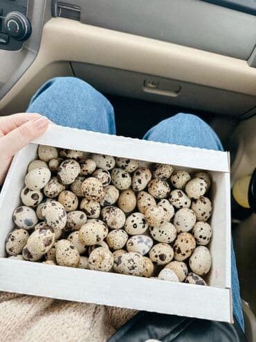 инкубатор для рыбы: Перепелиные яйца - Натуральные, пятнистые яйца мелкого размера. - — 1