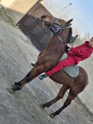 пудель цена: Продаю | Жеребец | Полукровка | Для разведения, Рабочий, Конный спорт — 7