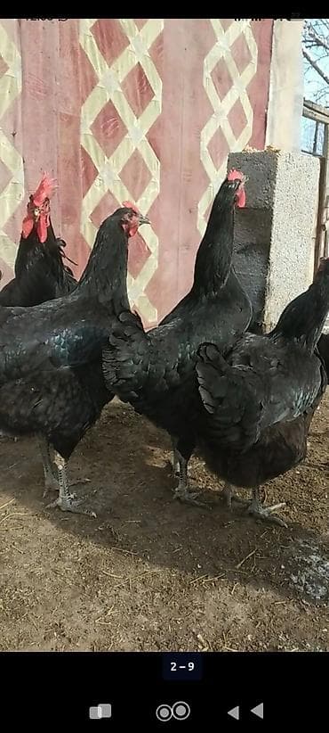 утки бройлер: Продаю | Куры — 2