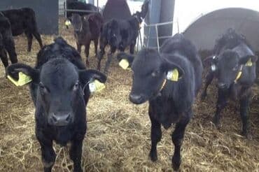 кошка домик: Продаю | Бык (самец) — 1