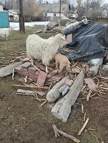Үй жаныбарлары үчүн товарлар: Сатам | Эчки (ургаачы) | Көбөйтүү үчүн — 3