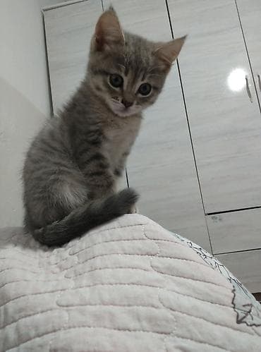 усыпление животных бишкек: Девочка — 1