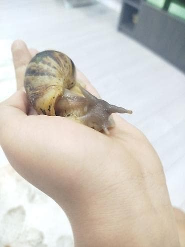 змея животное: Ахатина гигантская — спокойный домашний питомец для наблюдения и — 3