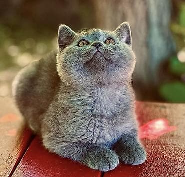 кошка кот: Британская короткошёрстная, 2 месяца, Девочка, Лиловый — 1