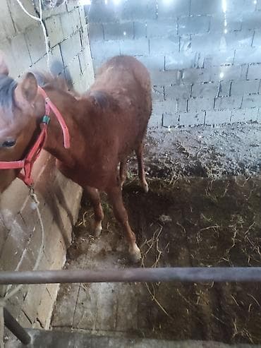 лошады: Продаю | Жеребенок — 8