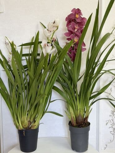 орхидея цены: Цимбидиум — крупные орхидеи в горшках - Тип: комнатные орхидеи — 1