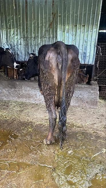 арашан ко: Сатам | Уй (ургаачы) | Сүт алуу үчүн | Байланган — 9