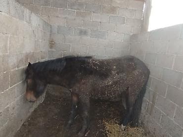 Другие животные: Продаю | Жеребенок | Для разведения — 8