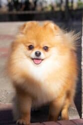 Вязка собак: Шпиц, 3 года, Самка — 13