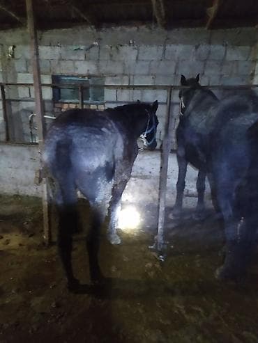 Продаю | Кобыла (самка) | Рабочий