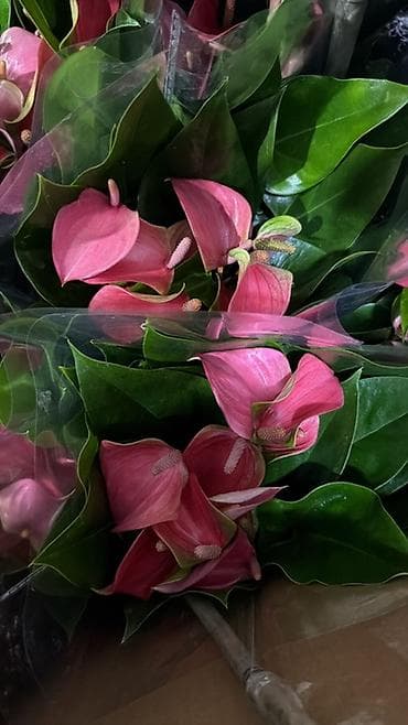 гузмания: Антуриум и гузмания в горшках — декоративные комнатные растения с — 5