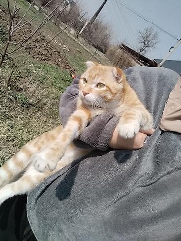 алабай бишкек: Шотландский вислоухий кот, окрас рыжий табби с белым. Крупные янтарные — 1