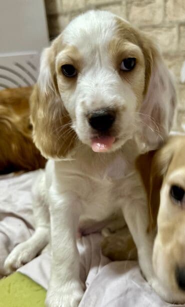 Кокер-спаниель, 2 месяца, Самец