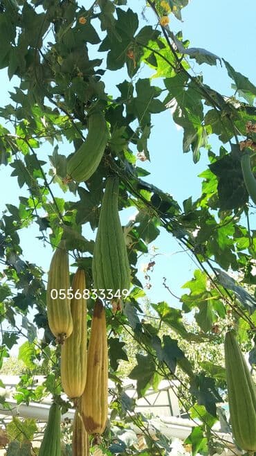 семечка тыквы: Семена овощей: Люффа, Самовывоз — 6