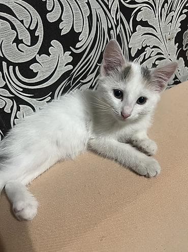 кошка маленькие: 2 месяца, Девочка, Метис, Приучена к лотку, Проглистована — 1