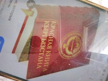 электро велосипел: Красная книга Ош кенсай срочна сатылат баасы келишим — 1