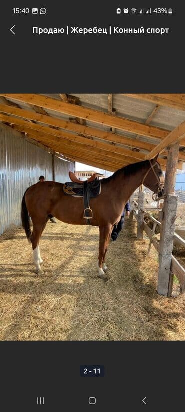 Жылкылар, аттар: Сатам | Байтал | Ат спорту — 5