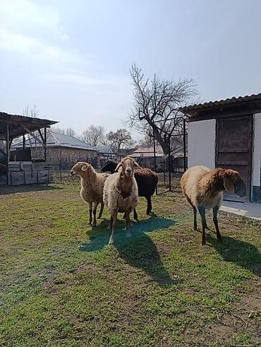 куриные головы: Продаю | Овца (самка) | Полукровка | На забой | Ярка — 5