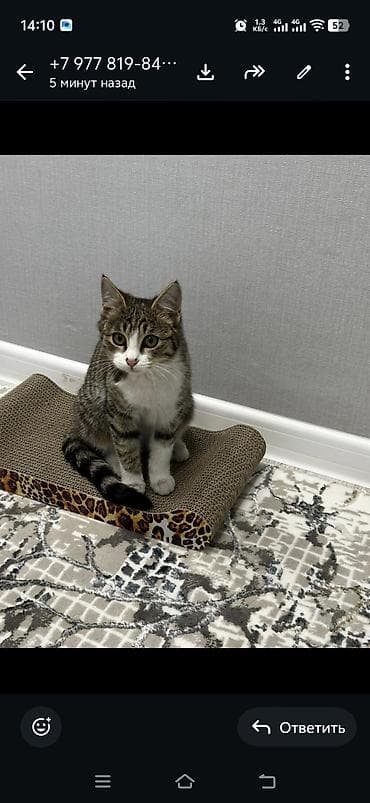 балинезийская кошка: Кошка даром: Беспородная, Девочка — 1