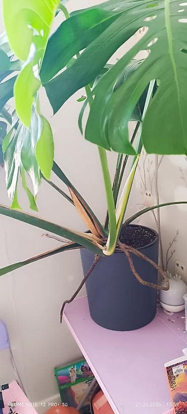 Монстерлер: Монстера делициоза (Monstera deliciosa) в горшке. - Крупное комнатное — 3