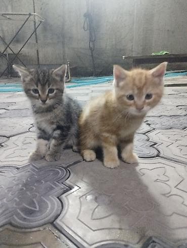 ph down: Котята, домашние. В помёте два малыша: мама шотландская вислоухая — 3
