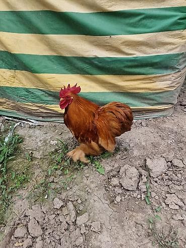 алабай алам: Продаю | Петух | Для разведения — 3