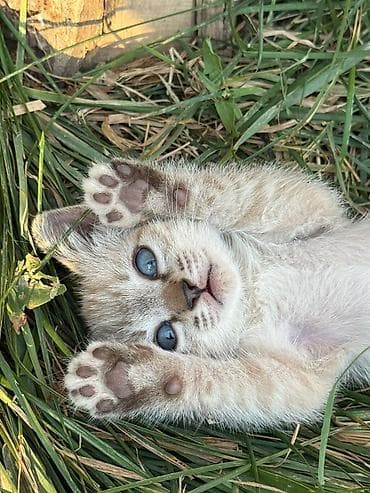 scottish fold: Котята домашние, игривые и общительные. - Окрас: есть светлые — 1