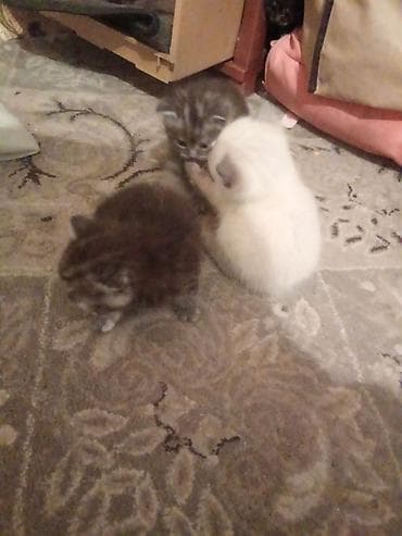 котята отдам: Котята, пушистые комочки счастья. Описание: - Помёт из нескольких — 3