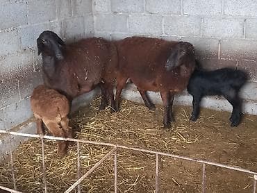 кролики карликовые: Продаю | Овца (самка) | Для разведения | Матка — 5