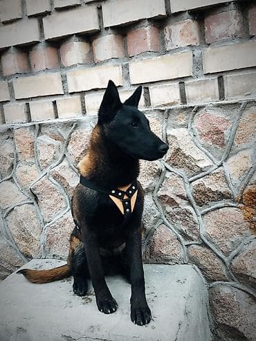 куплю собаку хаски: Бельгийская овчарка, 5 месяцев, Самец, С прививкой, С родословной — 1