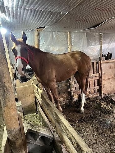 собаки бишкек купить: Продаю | Жеребец | Дончак | Для разведения — 2