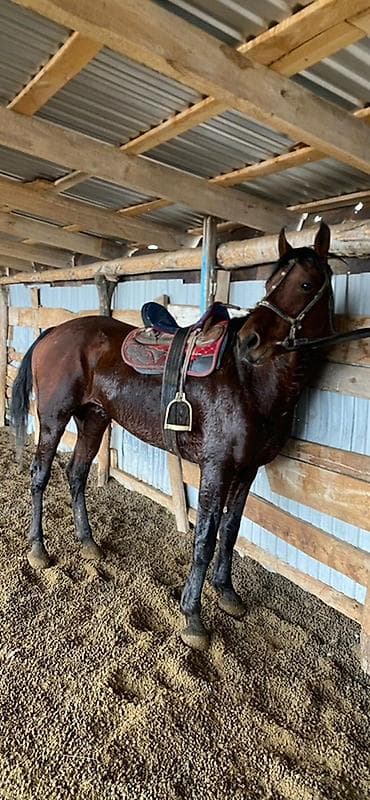 Продаю | Конь (самец) | Полукровка, Английская | Конный спорт