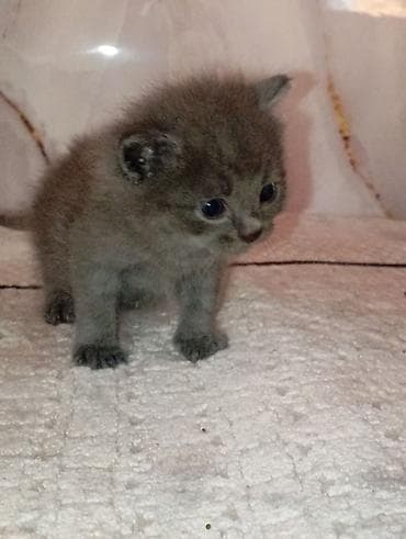СРОЧНО! Котята домашние, пушистые комочки счастья. Окрас разный: - lalafo.kg да СРОЧНО! Котята домашние, пушистые комочки счастья. Окрас разный: -