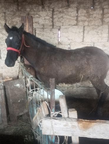 Продаю | Жеребенок | Рабочий at lalafo.kg Продаю | Жеребенок | Рабочий