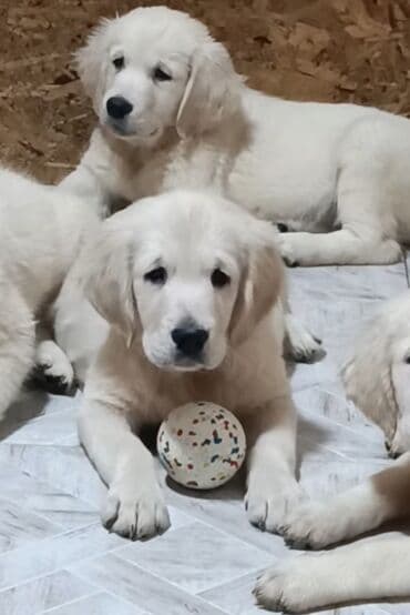 объявления о найденных собаках: Ретривер, 2 месяца, Самка — 1