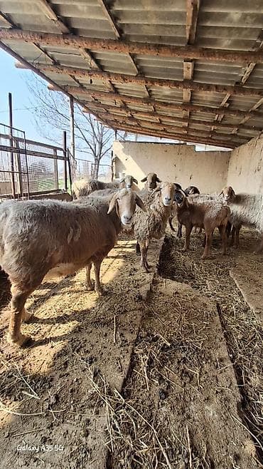 Аквариумы: Продаю | Овца (самка) | Для разведения — 2