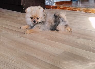 котенок в добрые руки: Продаются классная девочка шпиц с полным пакетом документов — 3