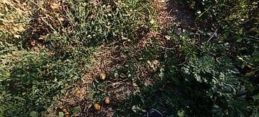 снять дом на 3 дня: Продаю дом с участком в селе Ананево, по ул. Панфилова 13. на — 8