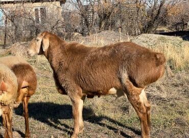 в связи с переездом отдам попугая жако в добрые руки: Продаю | Баран (самец) | Для разведения — 1