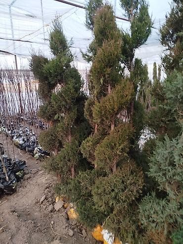 можевельники: Саженцы деревьев: Можжевельники (Арча) — 1