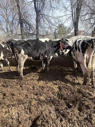 дратхаар бишкек: Сатам | Уй (ургаачы) | Голштин | Сүт алуу үчүн | Асыл тукумдуу — 2