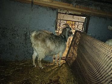 мёд белый: Продаю | Коза (самка) | Полукровка | На забой, Для разведения — 3