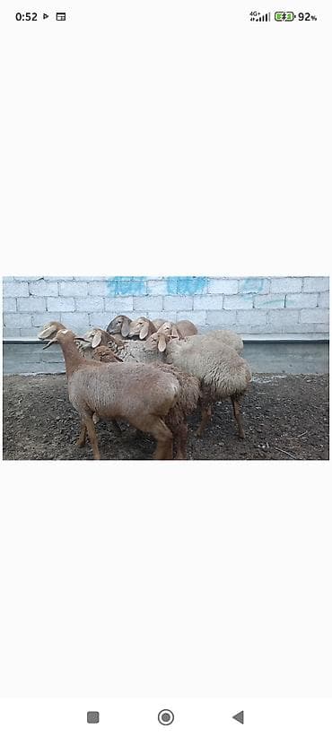 где можно взять кошку: Продаю | Овца (самка) | Для разведения — 1