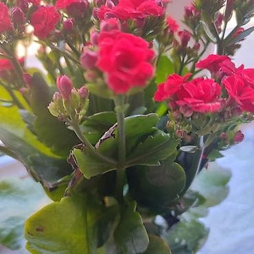 Масажный/косметологический кабинет — . В районе Алматинка магистрали;