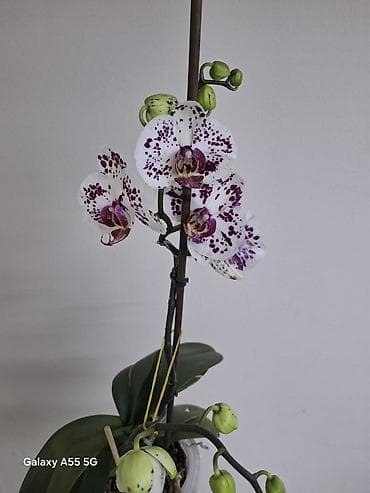 роза кочот: 2 цветанос + горшок фитильный полив — 4