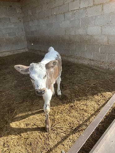 утки с утятами: Продаю | Музоо, торпок — 1