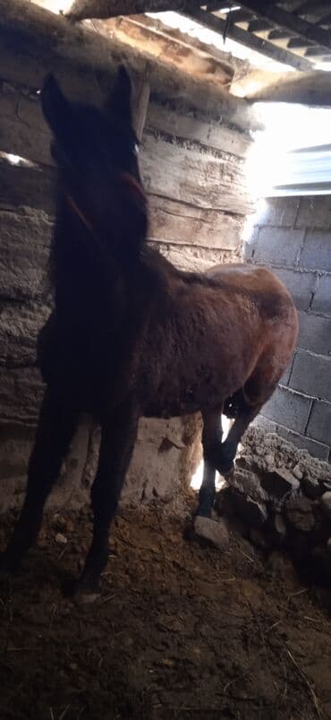 дома на колесах цена: Салам алейкум 1.2жаштык жылкы сатылат басы 150 мин суйлошу жол бар — 6