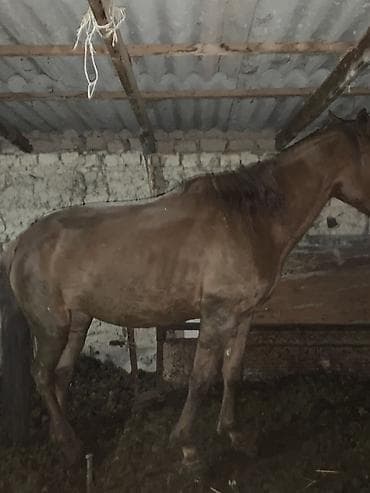 мопс бишкек: Сатам | Жылкы (эркек) | Жумушка | Мерин — 3