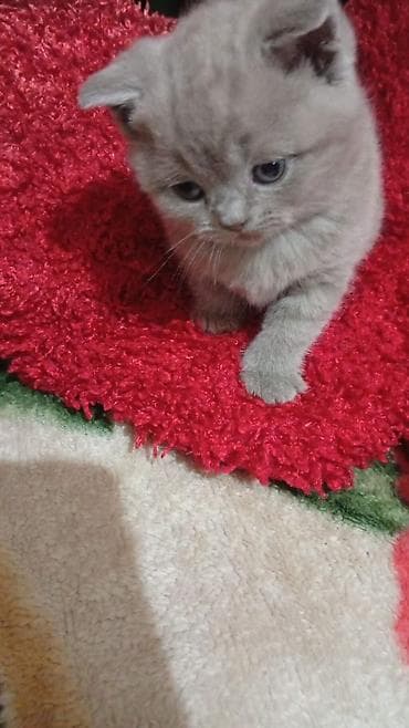 сколько стоит аксолотль: Шотландский вислоухий котёнок, окраса лиловый (плюшевый — 1