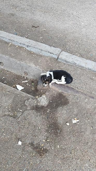 черепаховая кошка: Котята домашние, разного окраса - Возраст: молодые, активные. - — 7